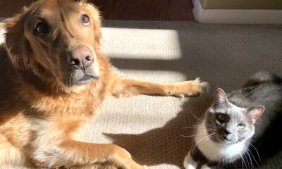 RSPCA: Delivering pawsome results with Partially Addressed Mail