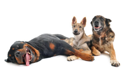 James Wellbeloved: Strategic pawfection