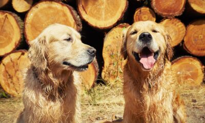 James Wellbeloved: Un-leashing the power of data lead creative