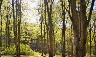 The Woodland Trust: Using a multi-channel approach to restore local woodlands