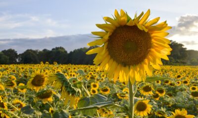 Microsoft transitioning from outbound to real time marketing, key differences – part 2 