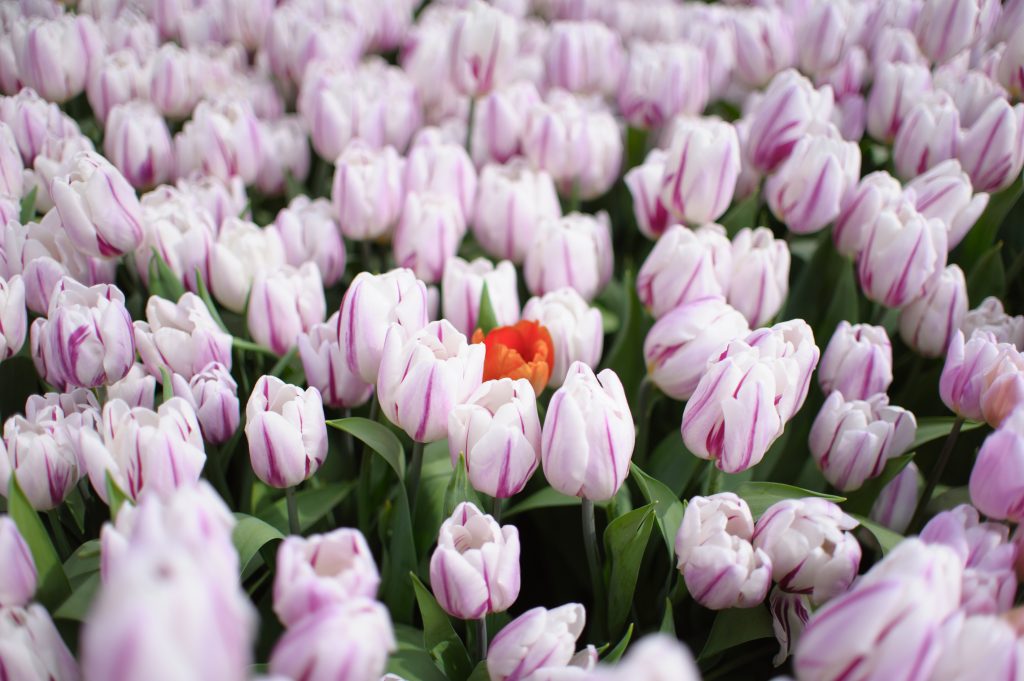 One orange tulip in a field of pink tulips.