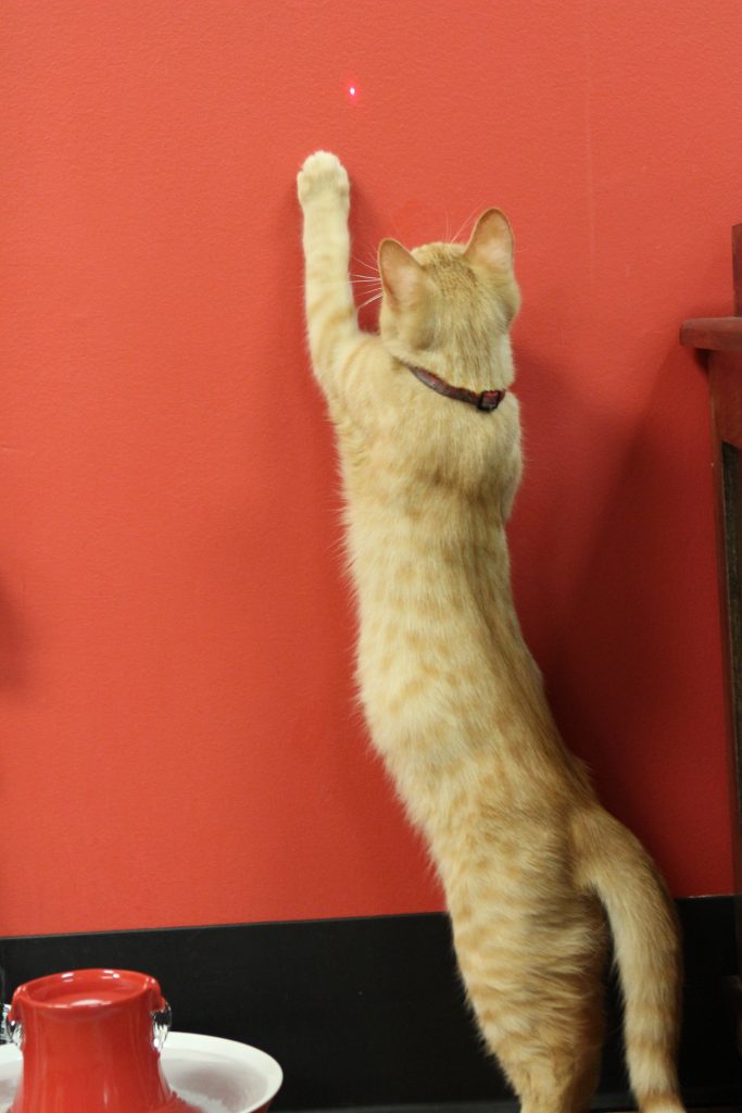 A ginger cat reaches for a red laser dot