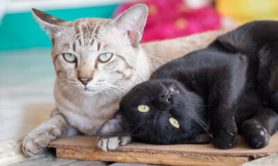 Cats Protection: Understanding the value of re-tail