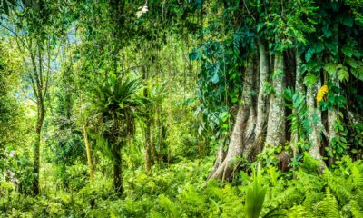 AI and the environment