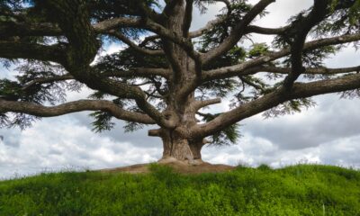 Developing major donor analysis