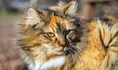 Cats Protection: Golden Record – a cat-alyst for change