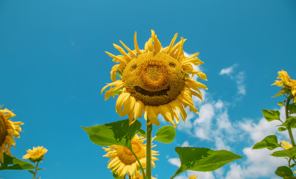 A sunflower with a smiley face made from it's seeds