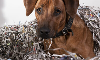 Dogs Trust: Less paper, more purpose