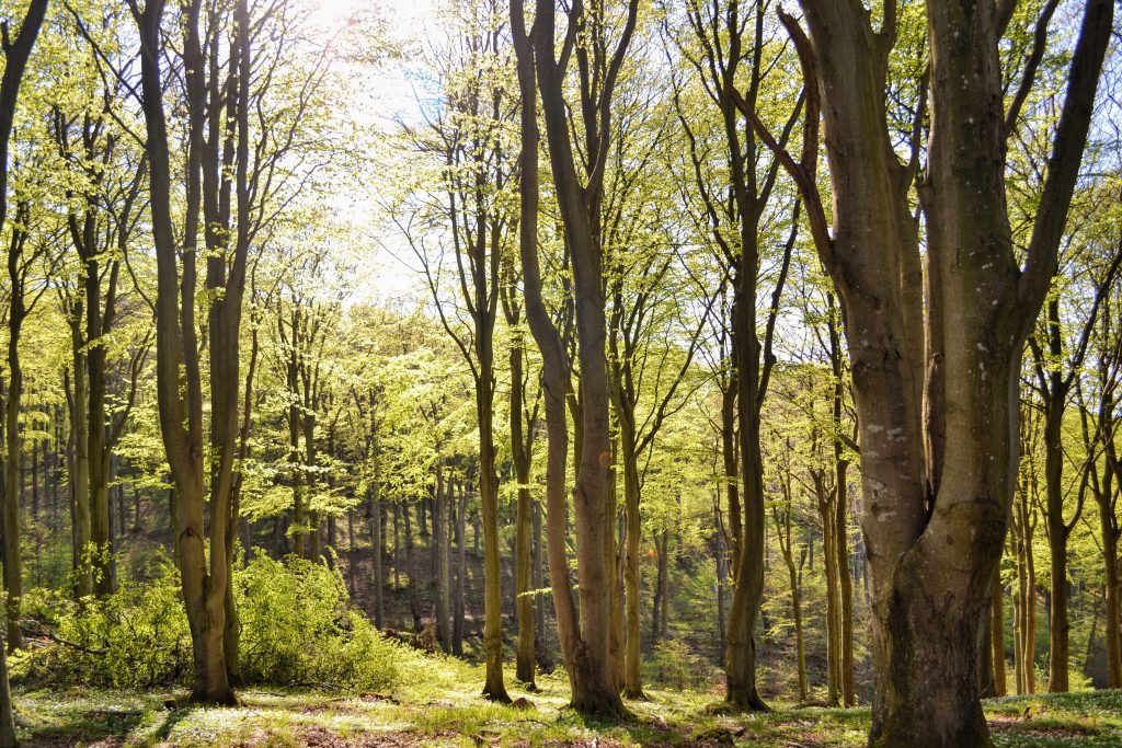 Woodland Trust: Multi-channel approach to restore woodlands